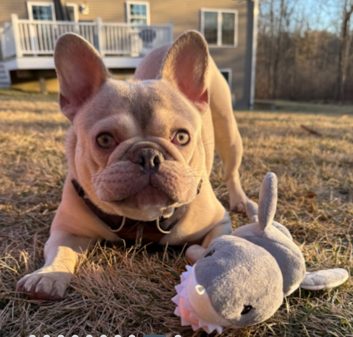 Jointed Shake Play Shark