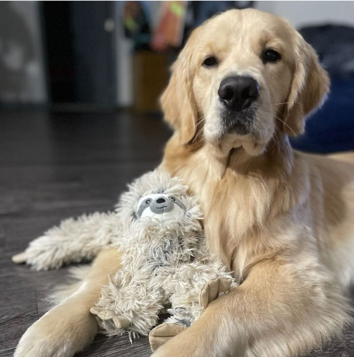 Rope Body Sloth Squeaker Toy