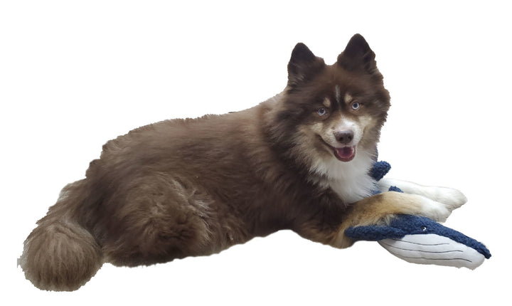 Winston the Blue Whale