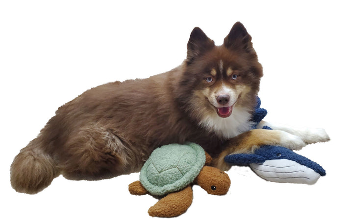 Sammy the Sea Turtle