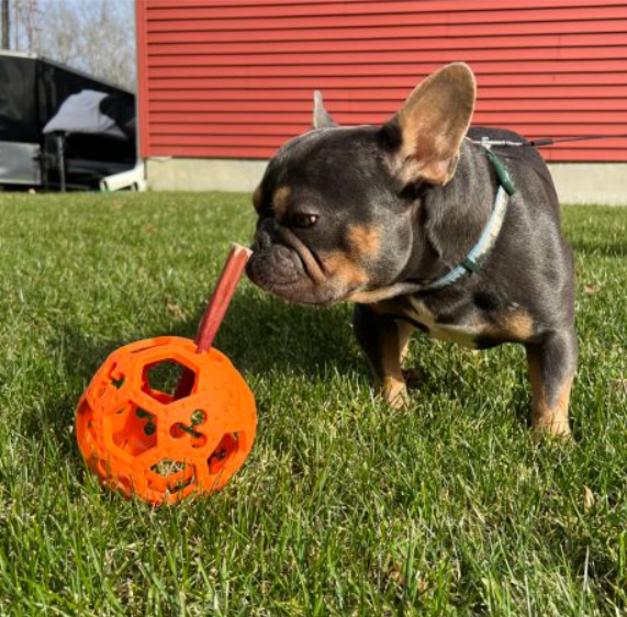 Goat Sport Flex-A-Ball