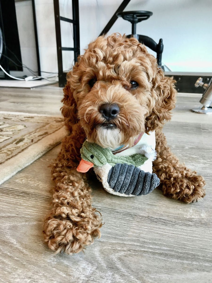 Duckling with Squeaker