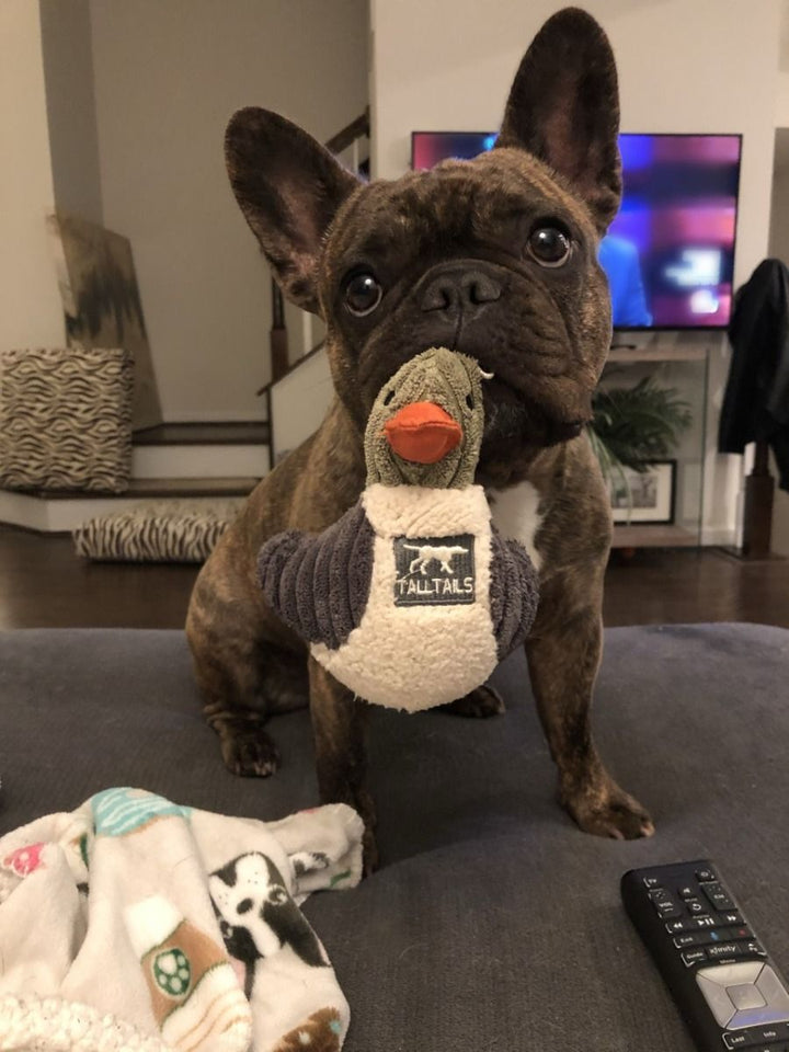 Duckling with Squeaker