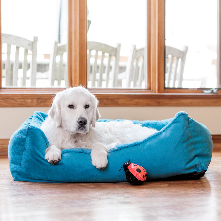 English cream golden retriever sitting on a teal dog bed