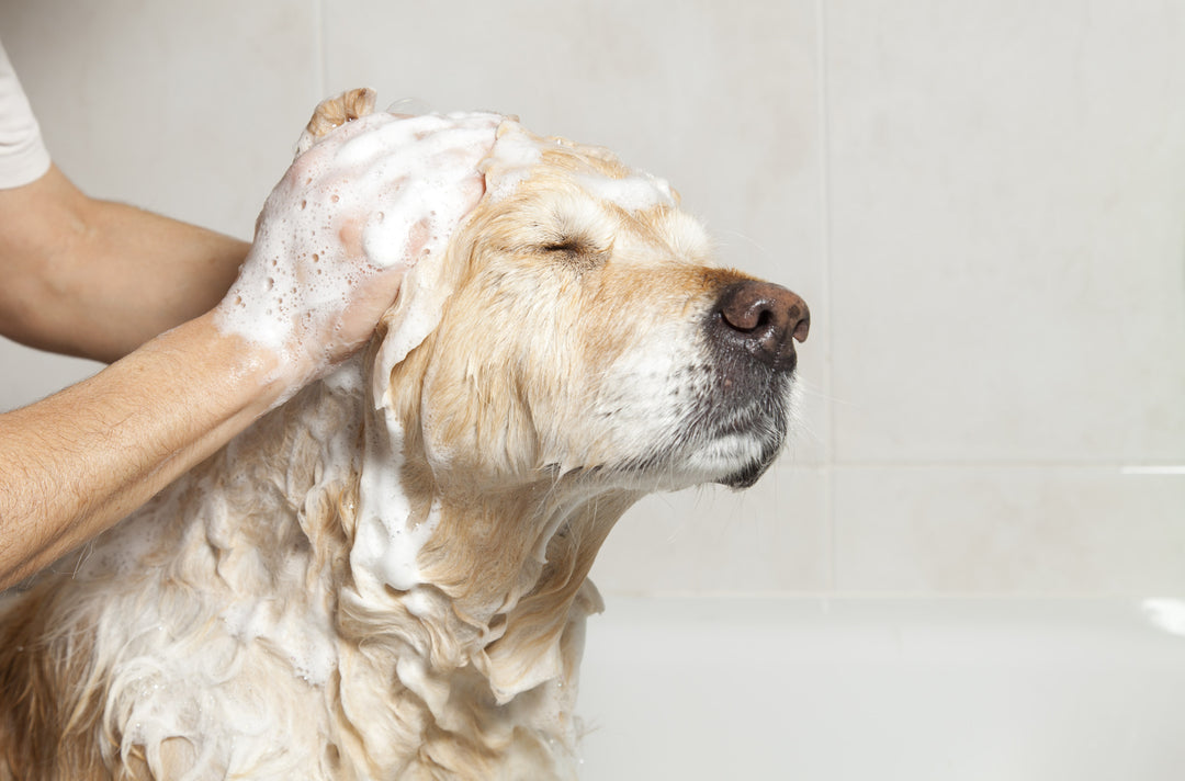 White golden retriever in a bath with shampoo