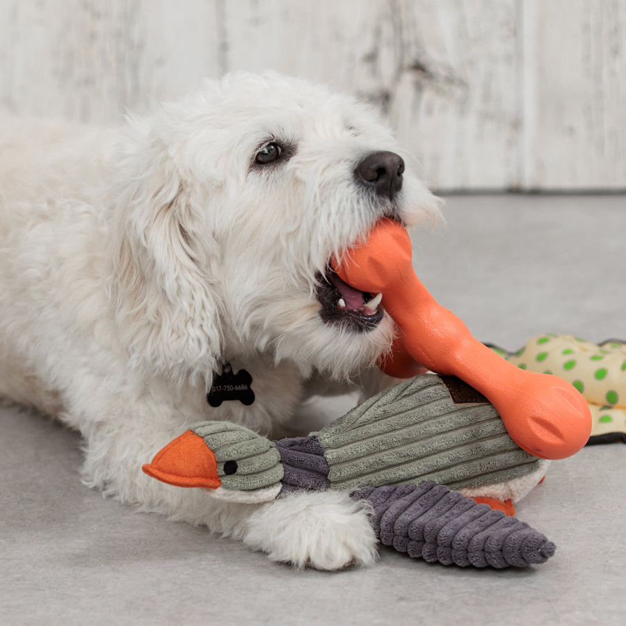 White doodle dog playing with a chew toy