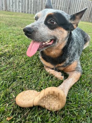 Wobble Chew Dog Toy