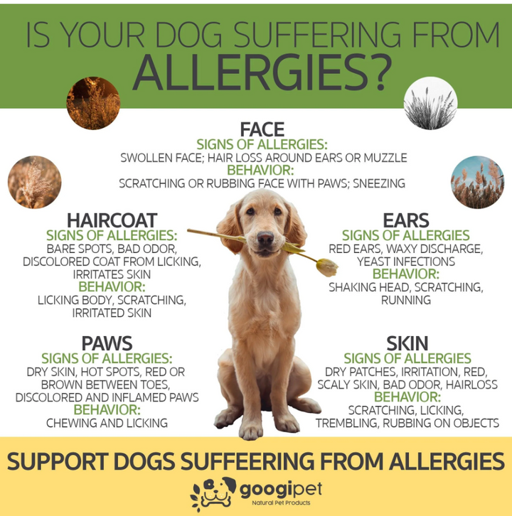 Allergy and Immune Support Chews