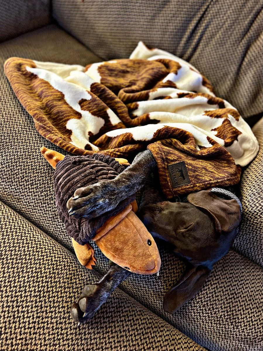 Cowhide Dog Blanket