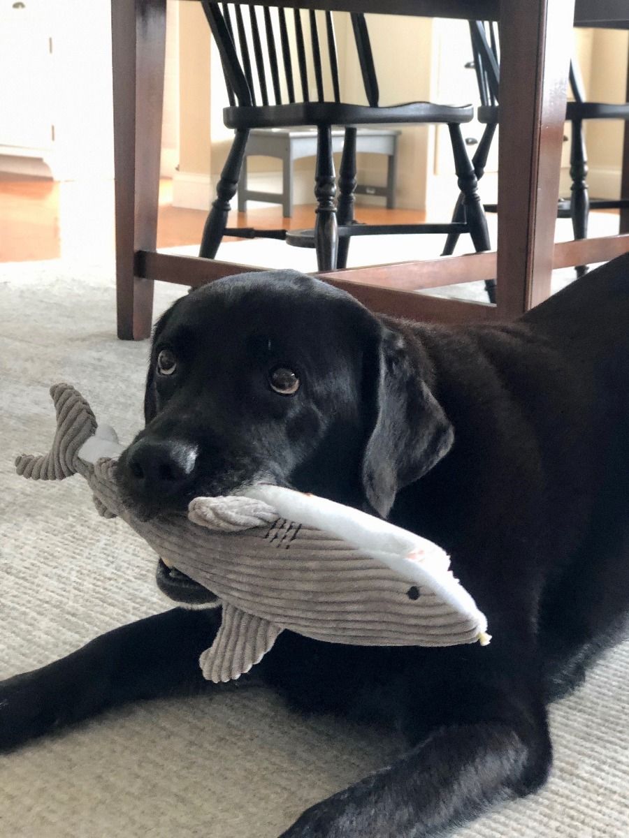 Crunch Shark Toy